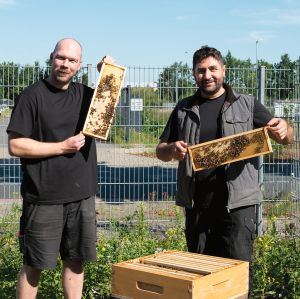 terminic bienen t - terminic verlängert Bienenpatenschaft