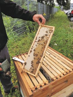 terminic bienen 2 - terminic: Bienenpatenschaft verlängert